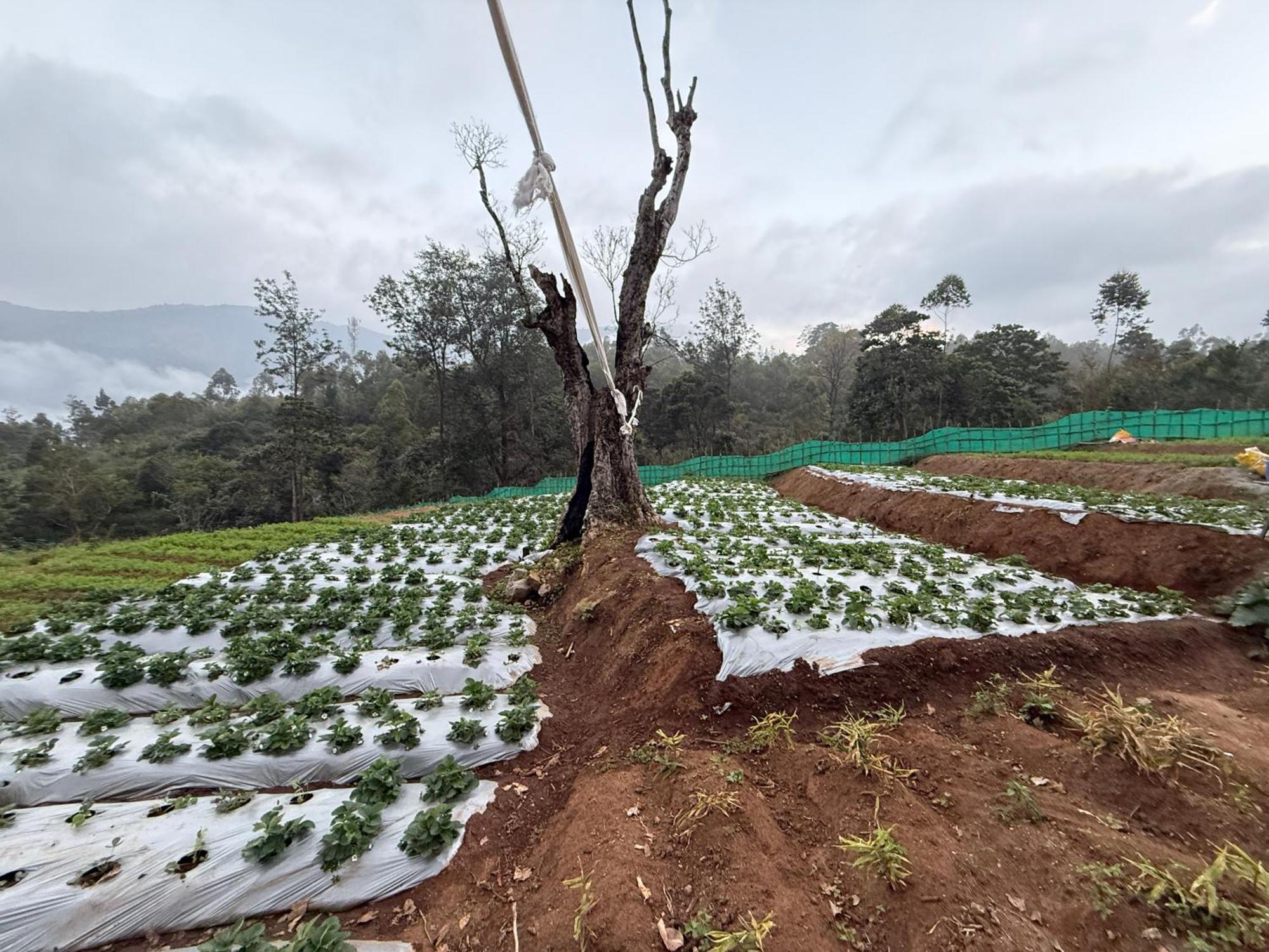 فندق Honey Rock Kanthalloor المظهر الخارجي الصورة